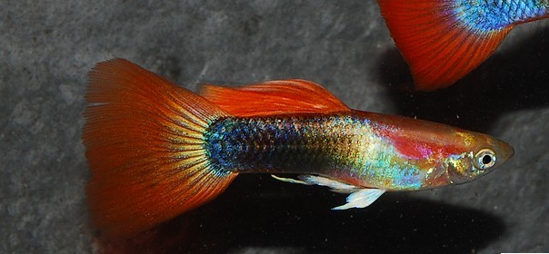 pesti exotici