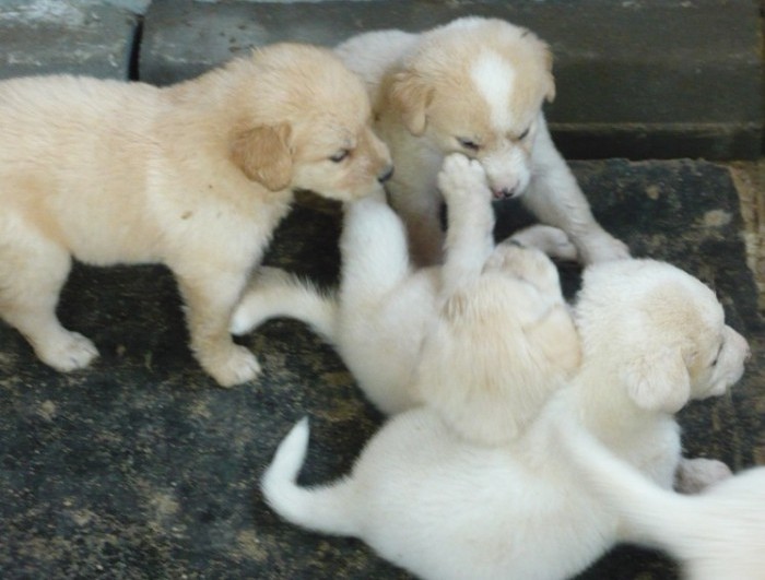 Vand Catei Labrador retriever