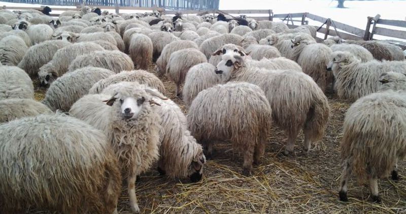 Vand 360miei, carlani