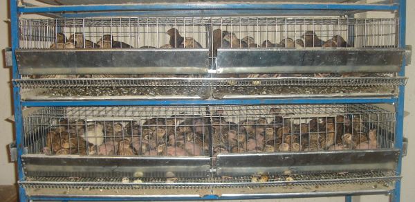 Vand prepelite ouatoare rasa japoneza.