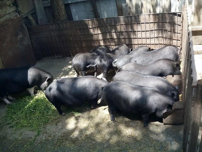 Vindem purcei si porci vietnamezi, pasari de tara
