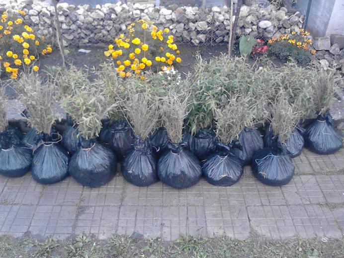 Plantatie Goji, certificata Bio