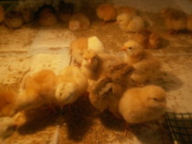 Vindem pui de o zi si puicute de oua Isa Brown