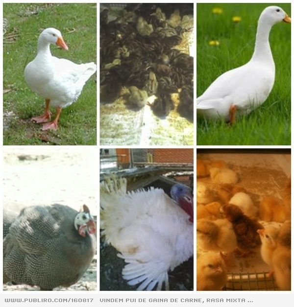 Vindem pui de gaina de carne, rasa mixta sau de oua isa, bibilici, curcani