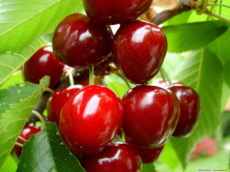 De vanzare pomi fructiferi certificati