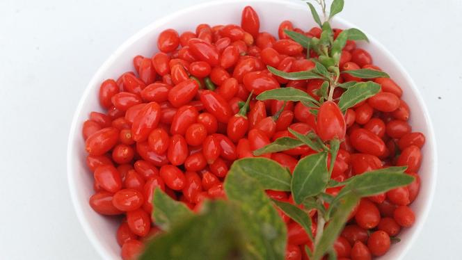 Plante Goji de calitate, certificate din pepiniera autorizat