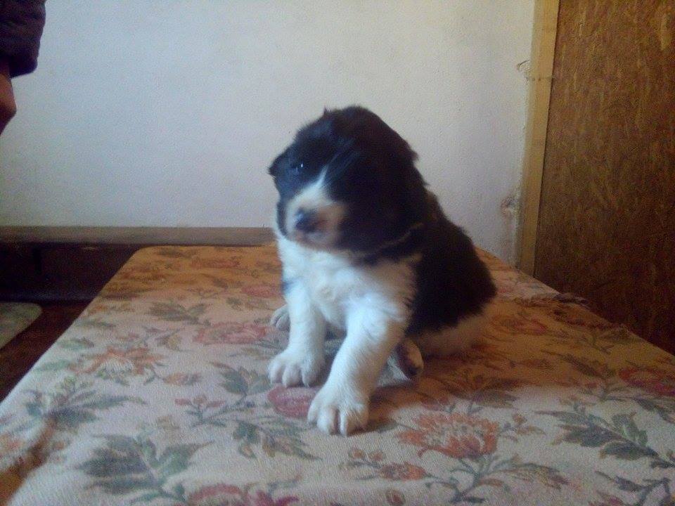 Vand Catelusi Ciobanesc Romanesc de Bucovina