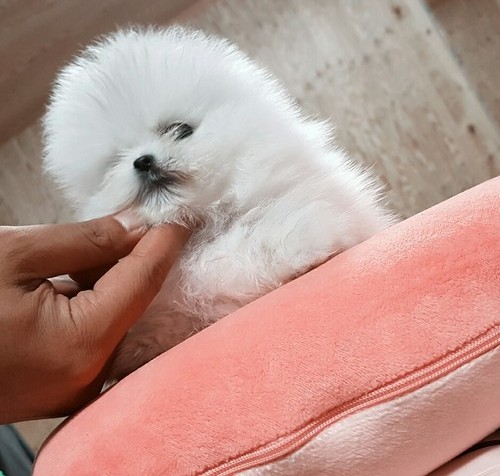 Pomeranian miniature