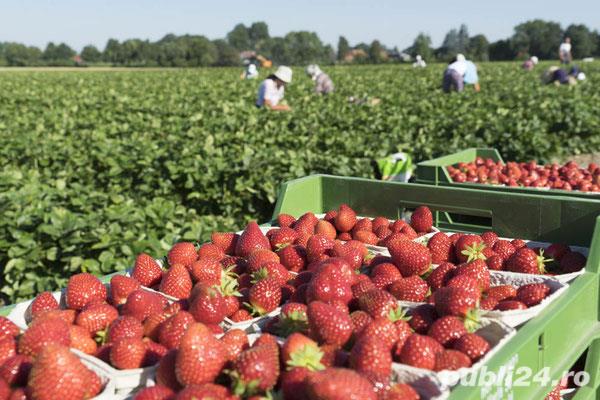 Agricultura Germania – cules capsuni