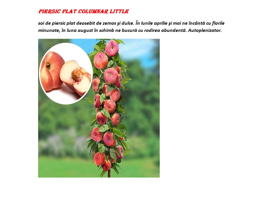 Pomi columnari pitici,caisi,nectarin-10+5 gratis anul3