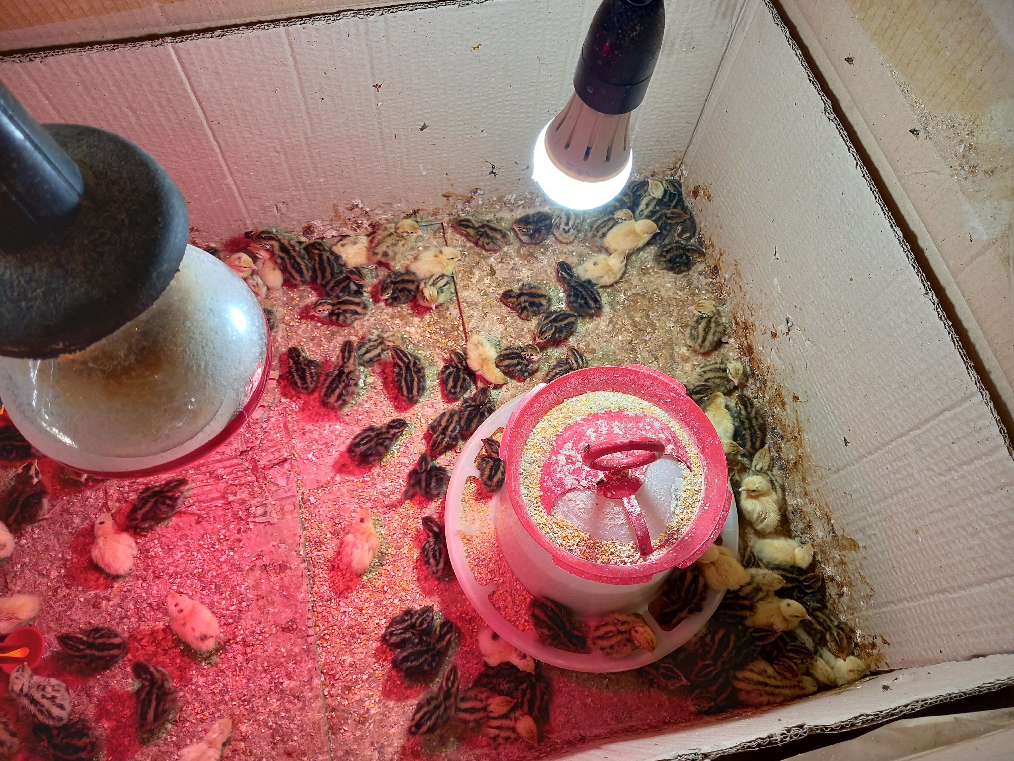 Prepelite de vanzare