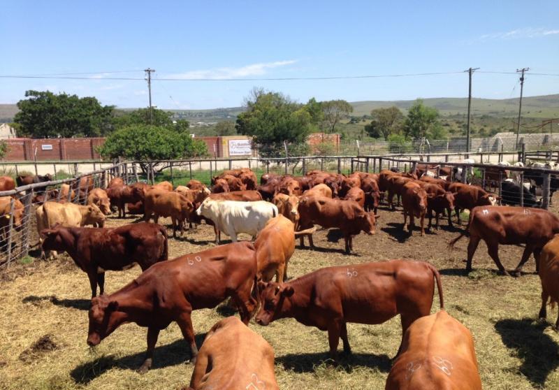 Vițe Bonsmara de vânzare