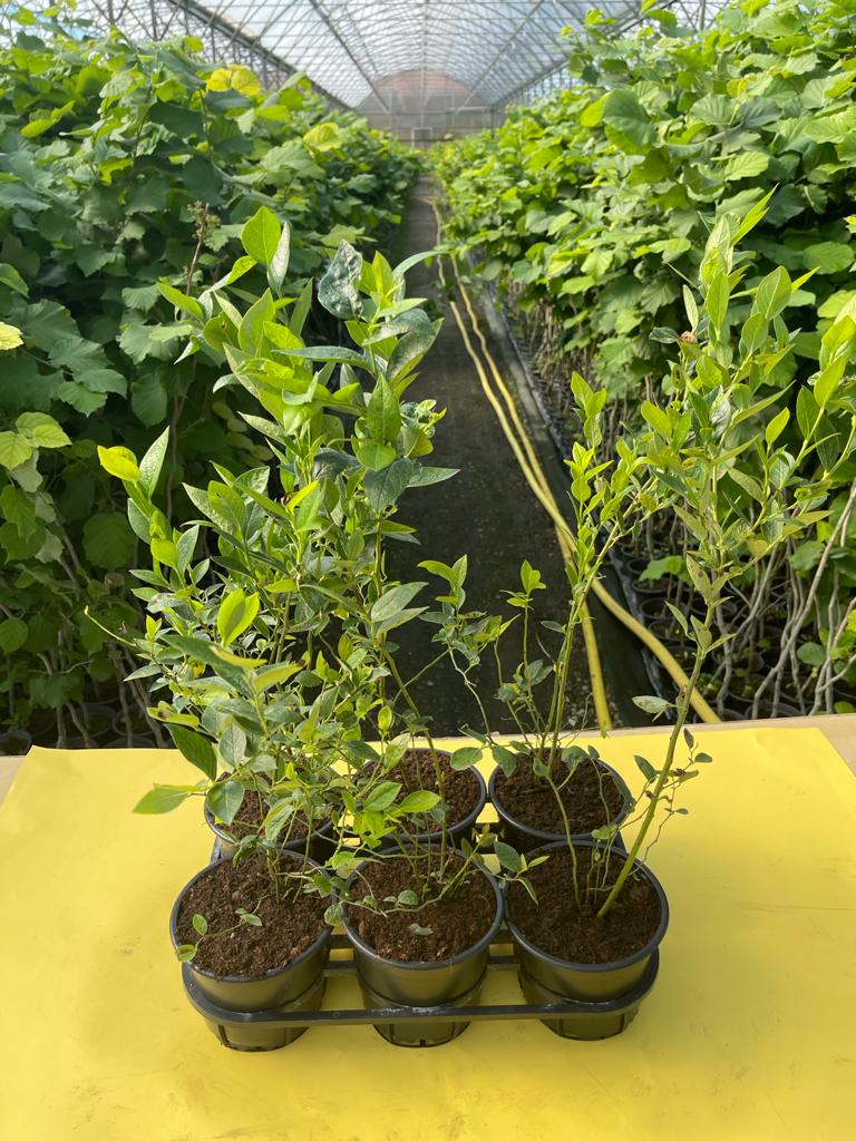 Plante de Afin la ghiveci