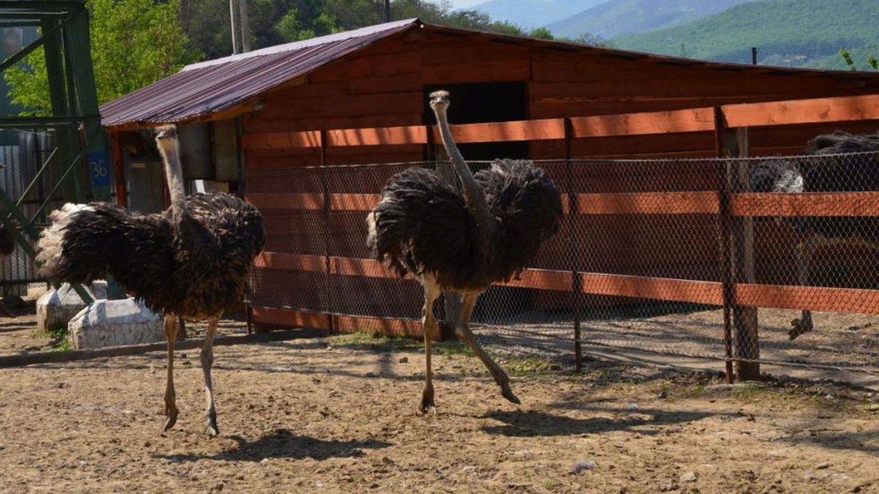 ultima plecare de sarbatori in germania