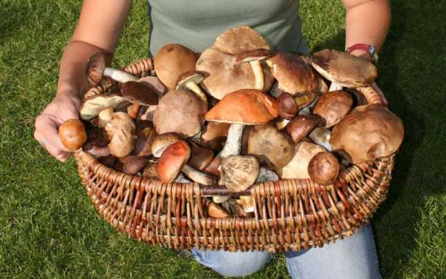 SORTATORI CIUPERCI 1800 EUR