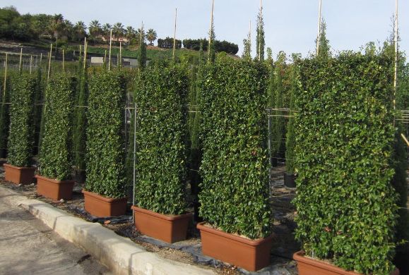 Iedera gard viu -vesnic verde-oferta-10+5 gratis