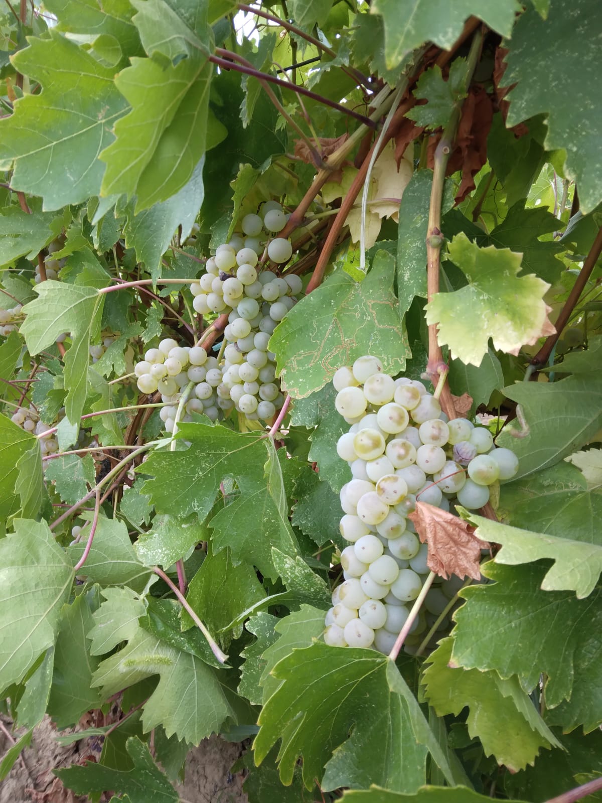 Vand struguri de vin