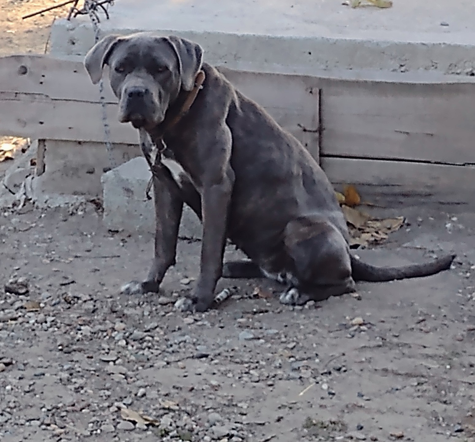 Vând pui de Cane Corso