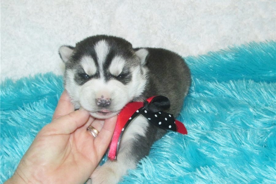 Căței husky pentru casa ta