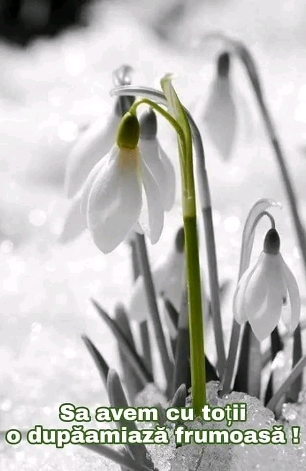 Caut o doamnă din Jud.Constanța