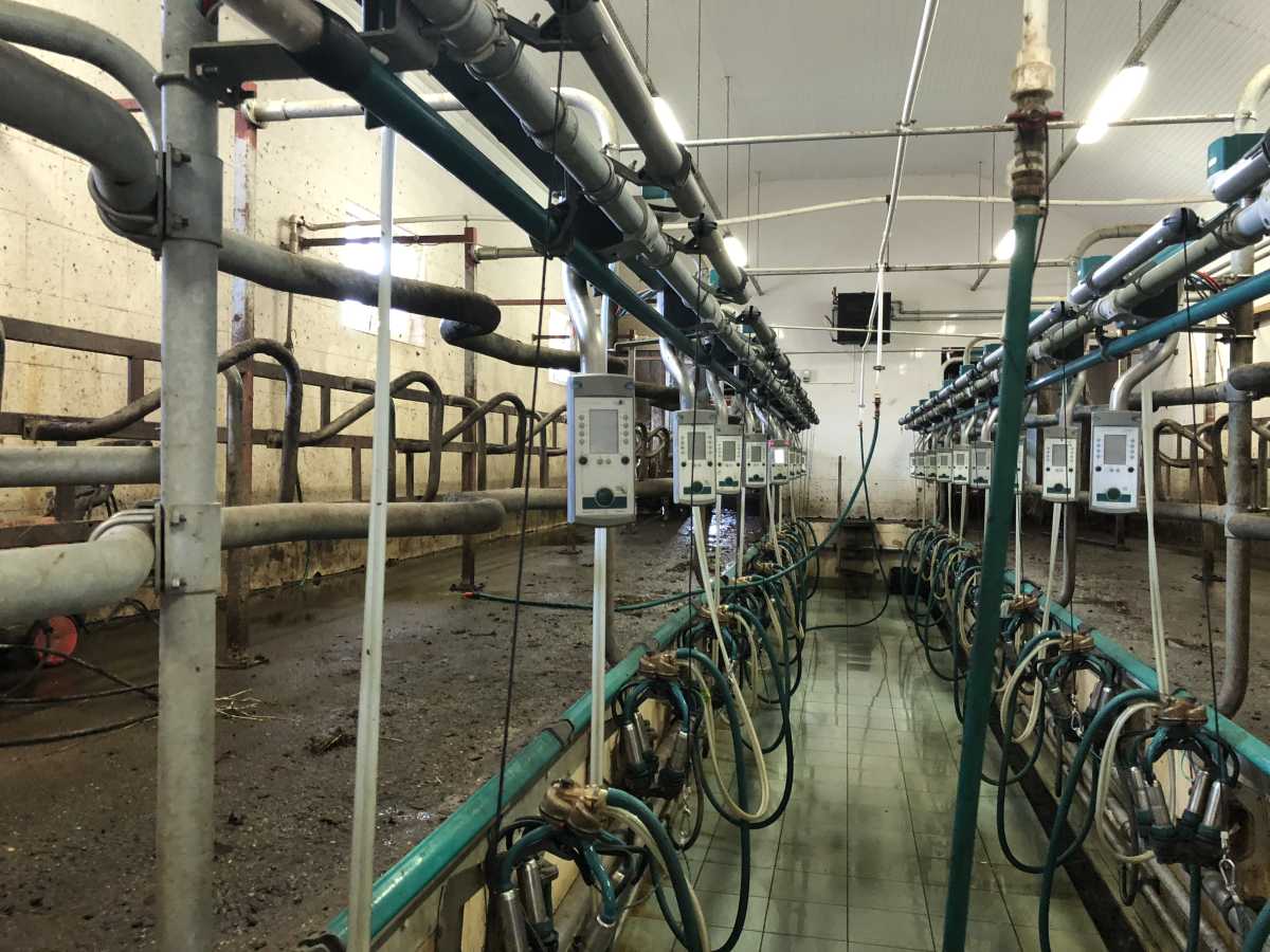 Statie de muls FGM Euro Glass