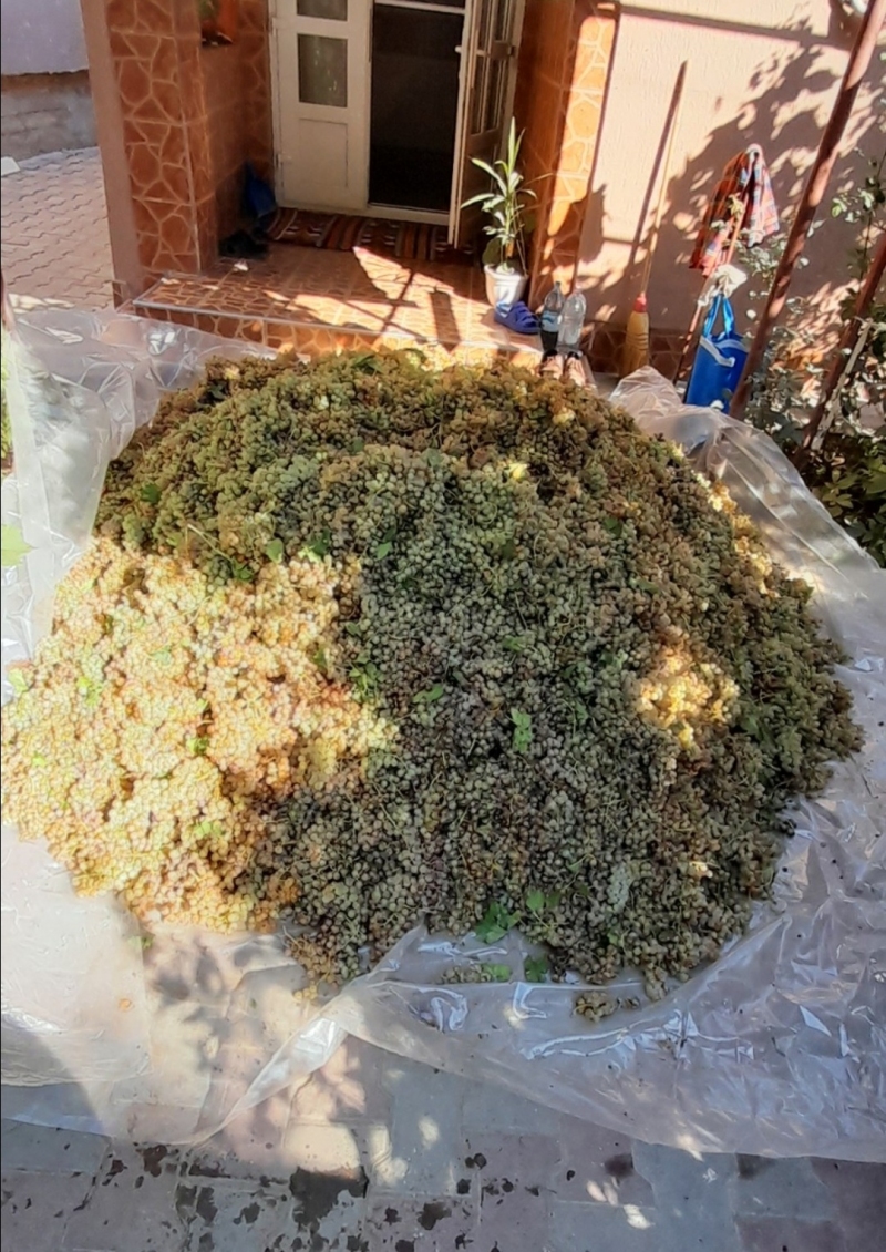 Struguri de vin producție 2023