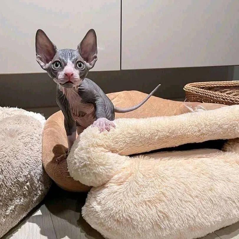 Sphynx Kittens WhatsApp: +27842597191