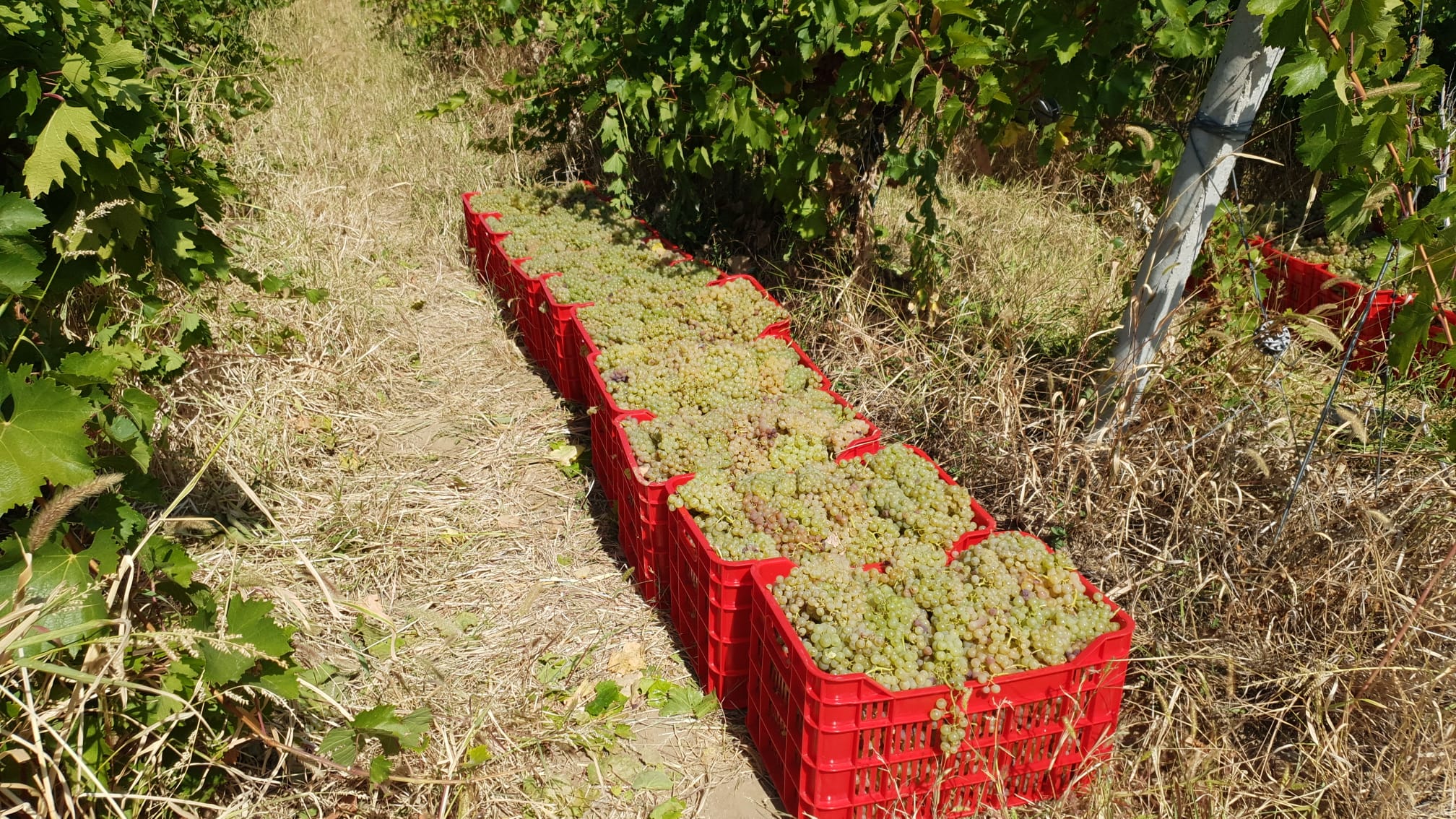 Struguri de Vin pentru Anul 2025 – Selectionati Cele Mai Bune Soiuri!