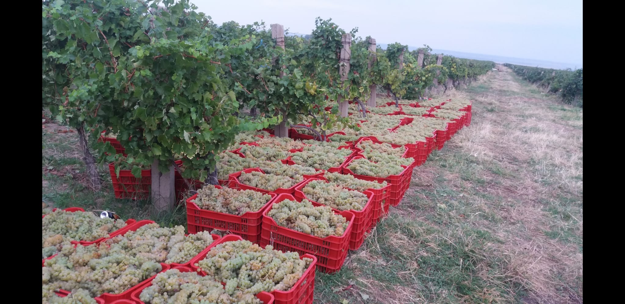 Struguri de Vin Soiuri Alese pentru Productie 2025